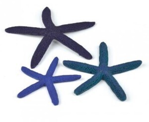 Animal, Sea Life, Invertebrate, Starfish