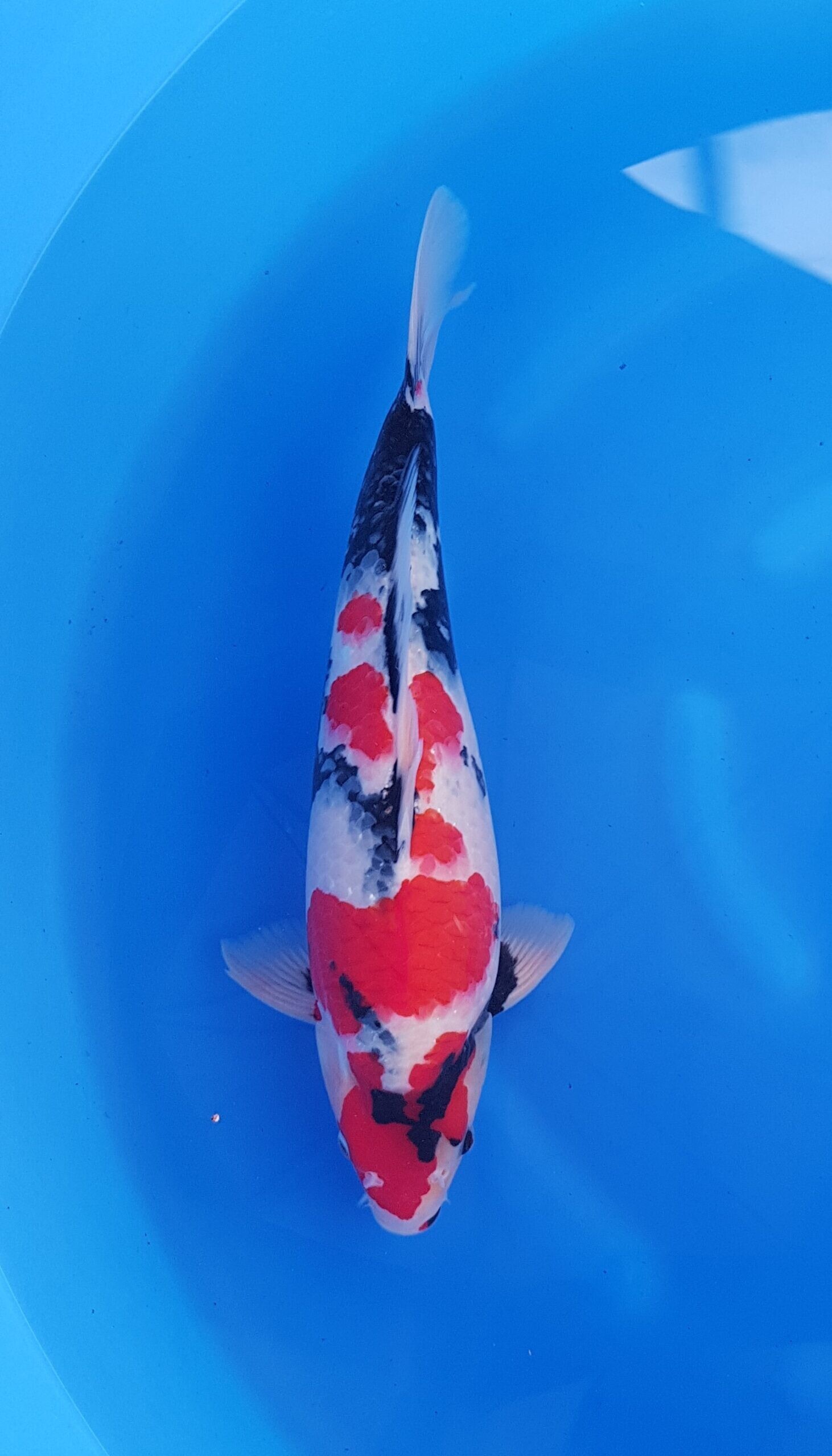 Showa - HQ Nisai (2 years) - KOI-31048