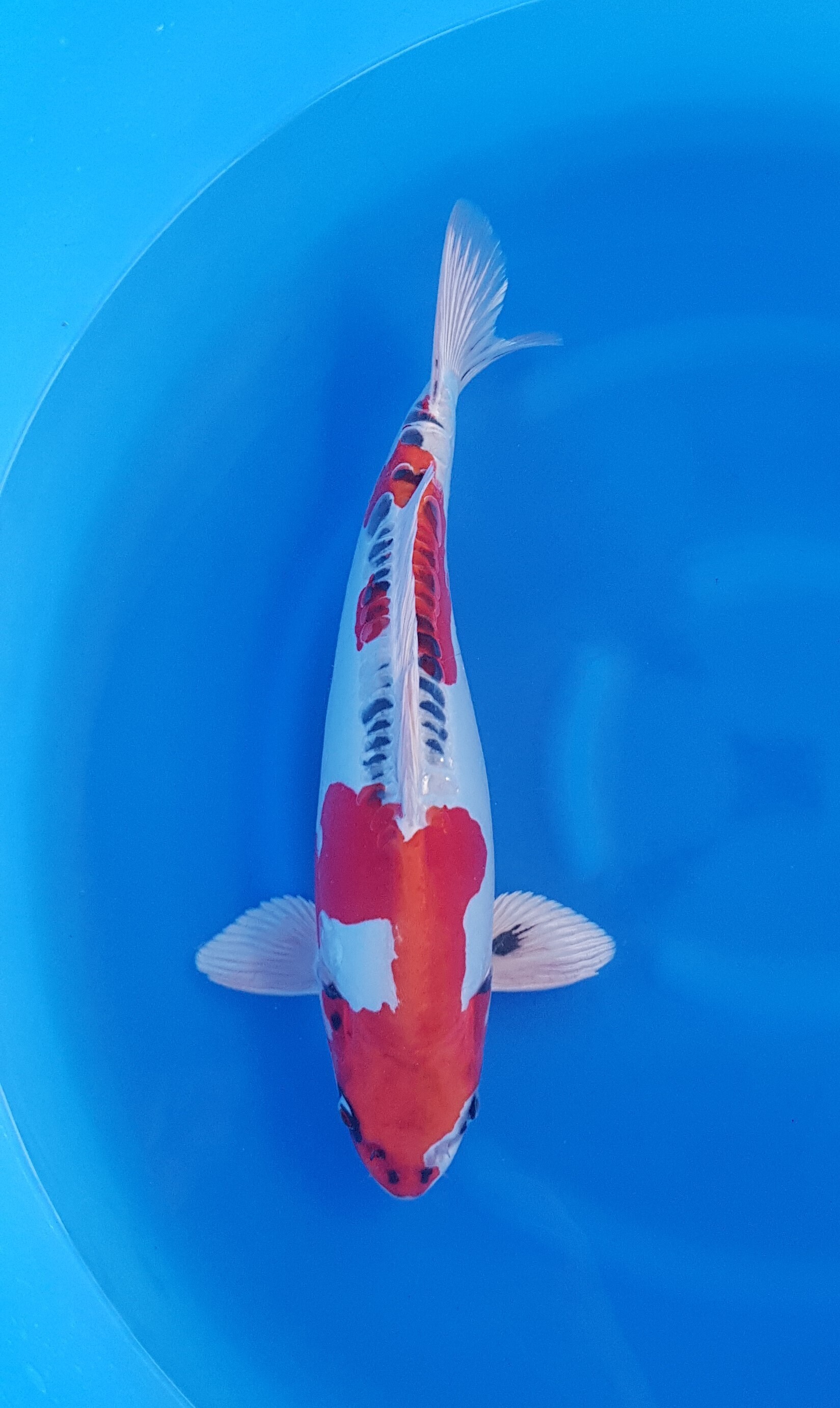 Aoki - Sansai - Beni Kikokuryu - KOI-62737