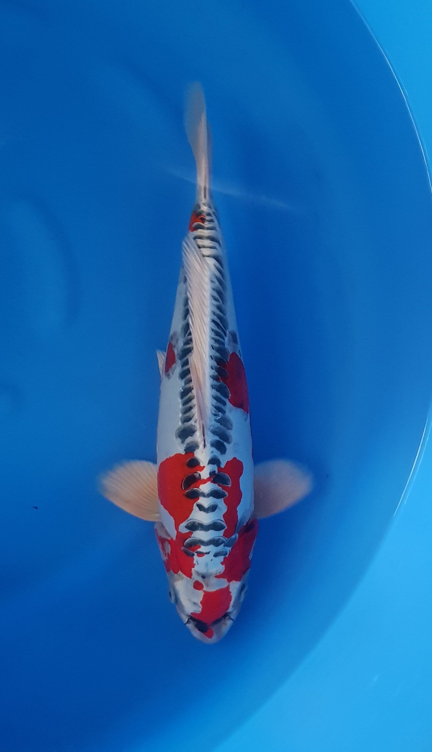 Kujaku Doitsu - Nisai (2 ans) - KOI-30806