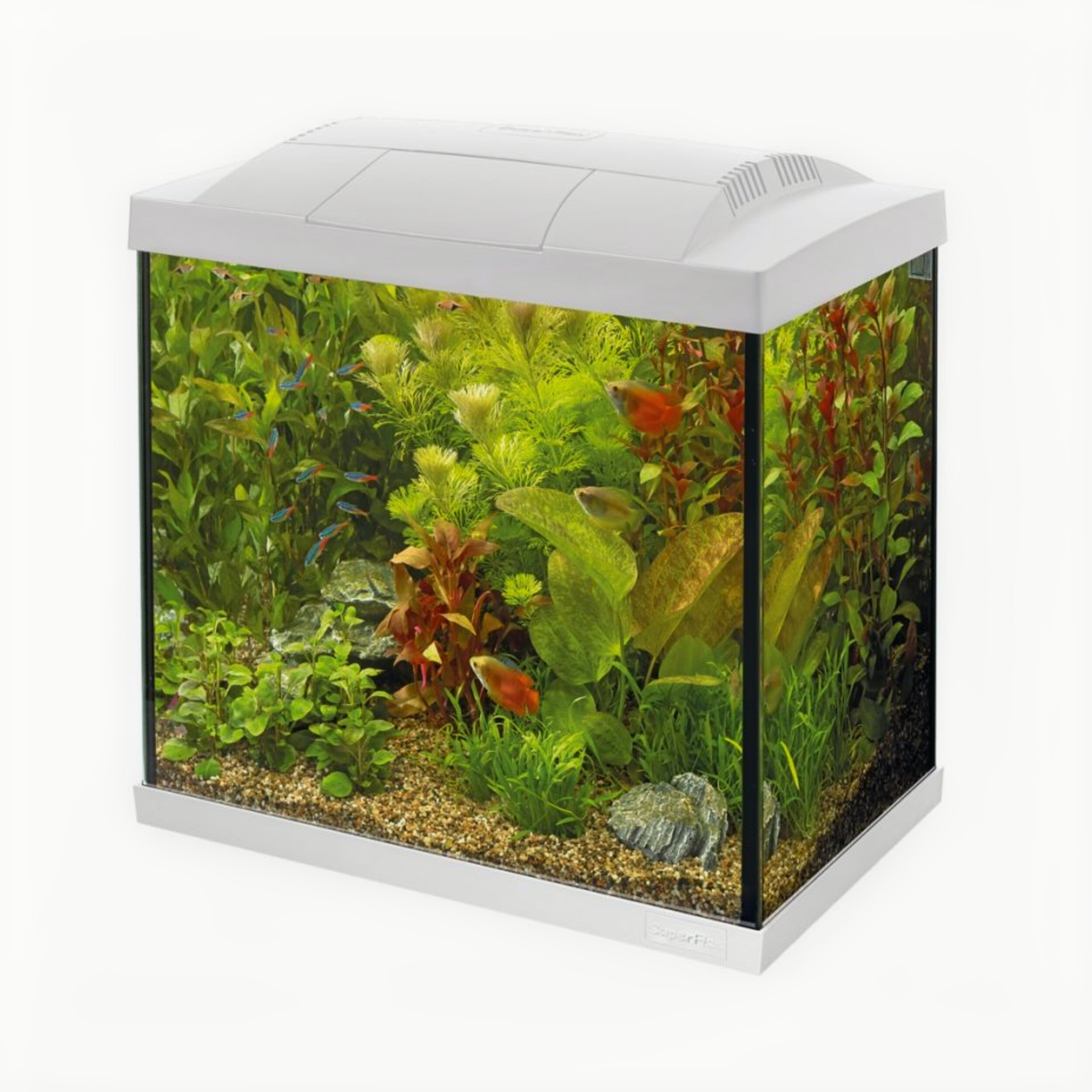 Animal, Aquarium, Fish, Sea Life, Water
