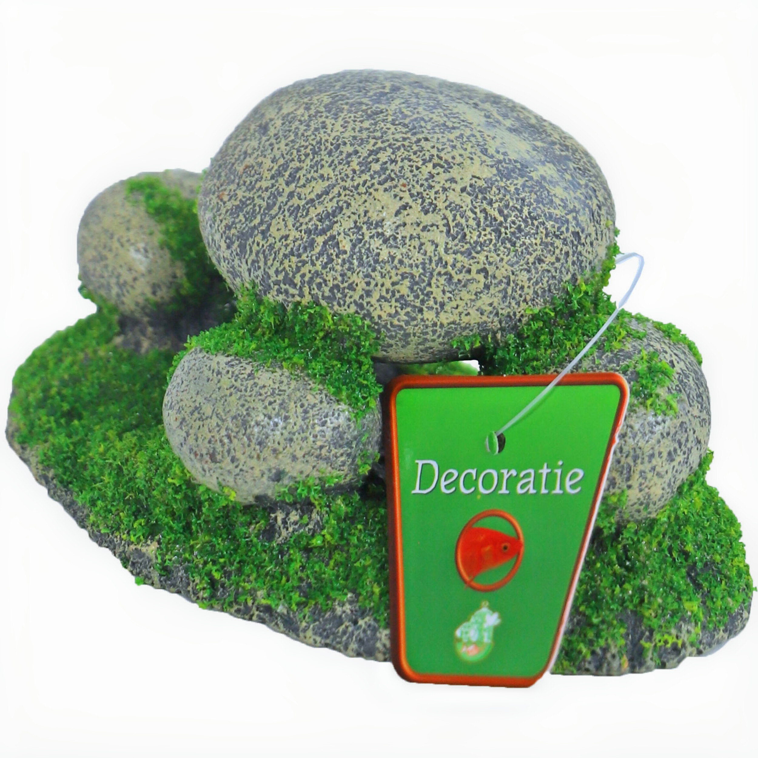 Moss, Plant, Rock