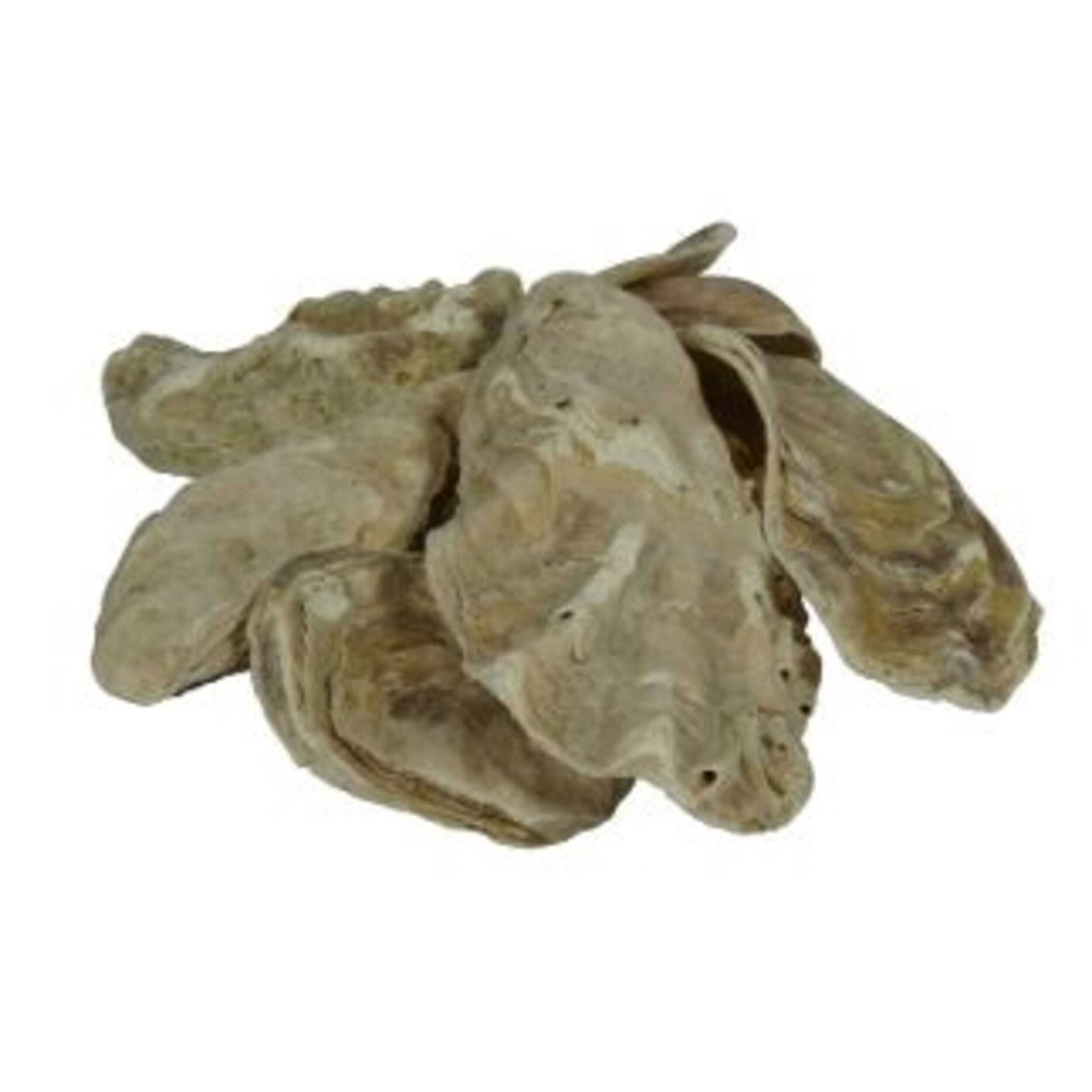Oyster shells in bag 5 kg Animal, Sea Life, Food, Seafood