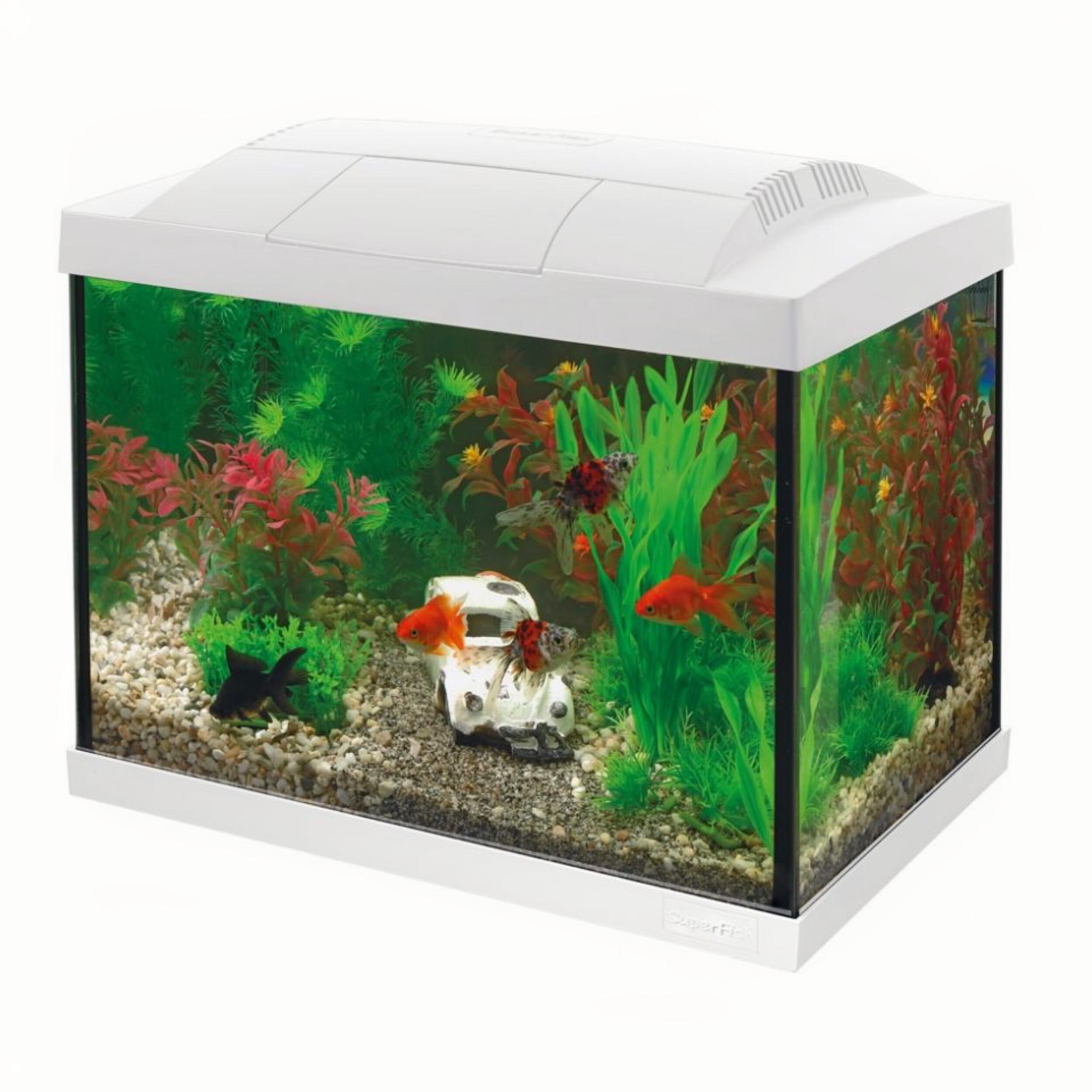 Animal, Aquarium, Fish, Sea Life, Water