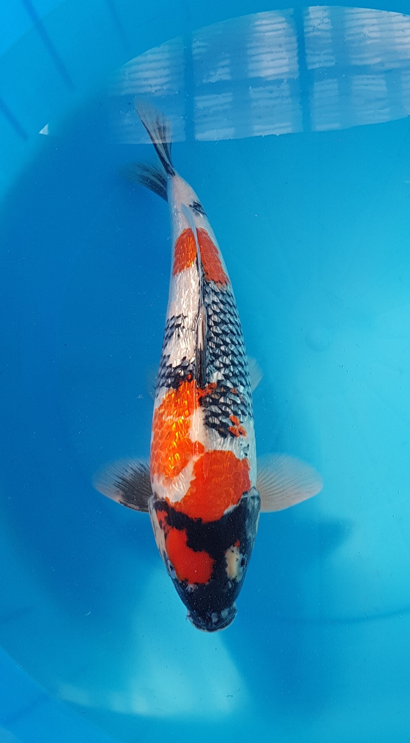 Showa ginrin - Nisai (2 years) - KOI-30578