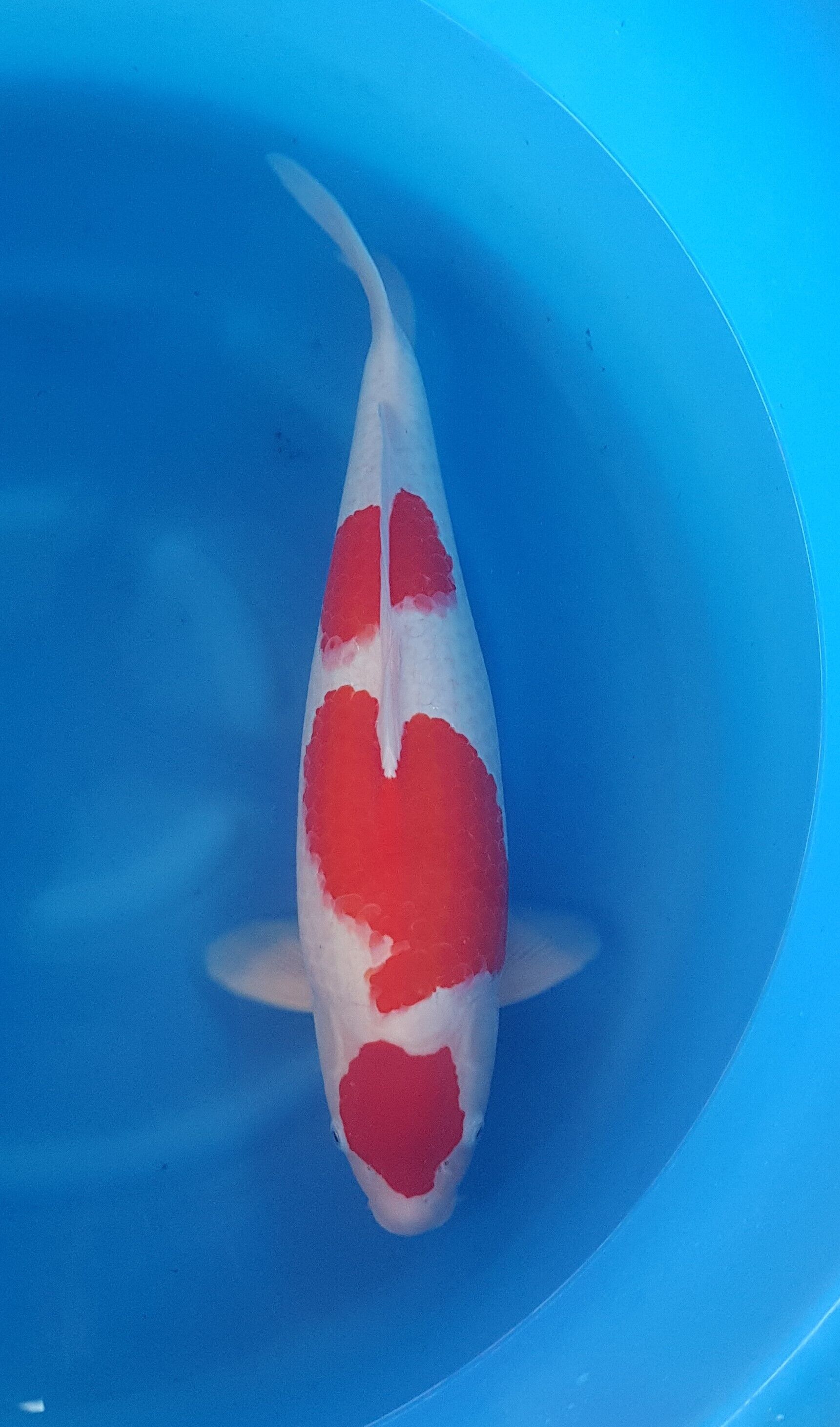 Dier, Karper, Vis, Zeeleven, Koi
