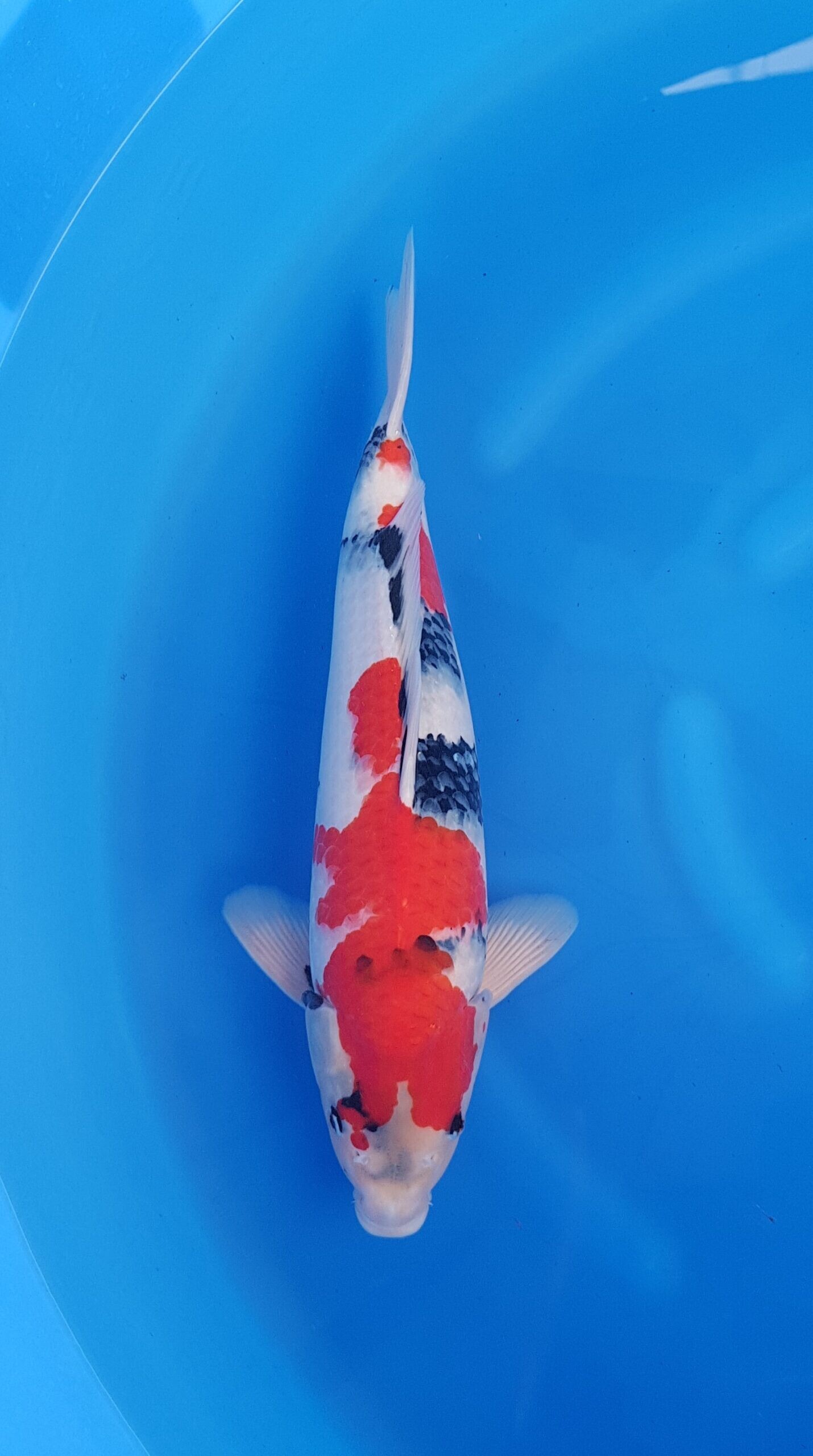 Showa - HQ Nisai (2 years) - KOI-31049