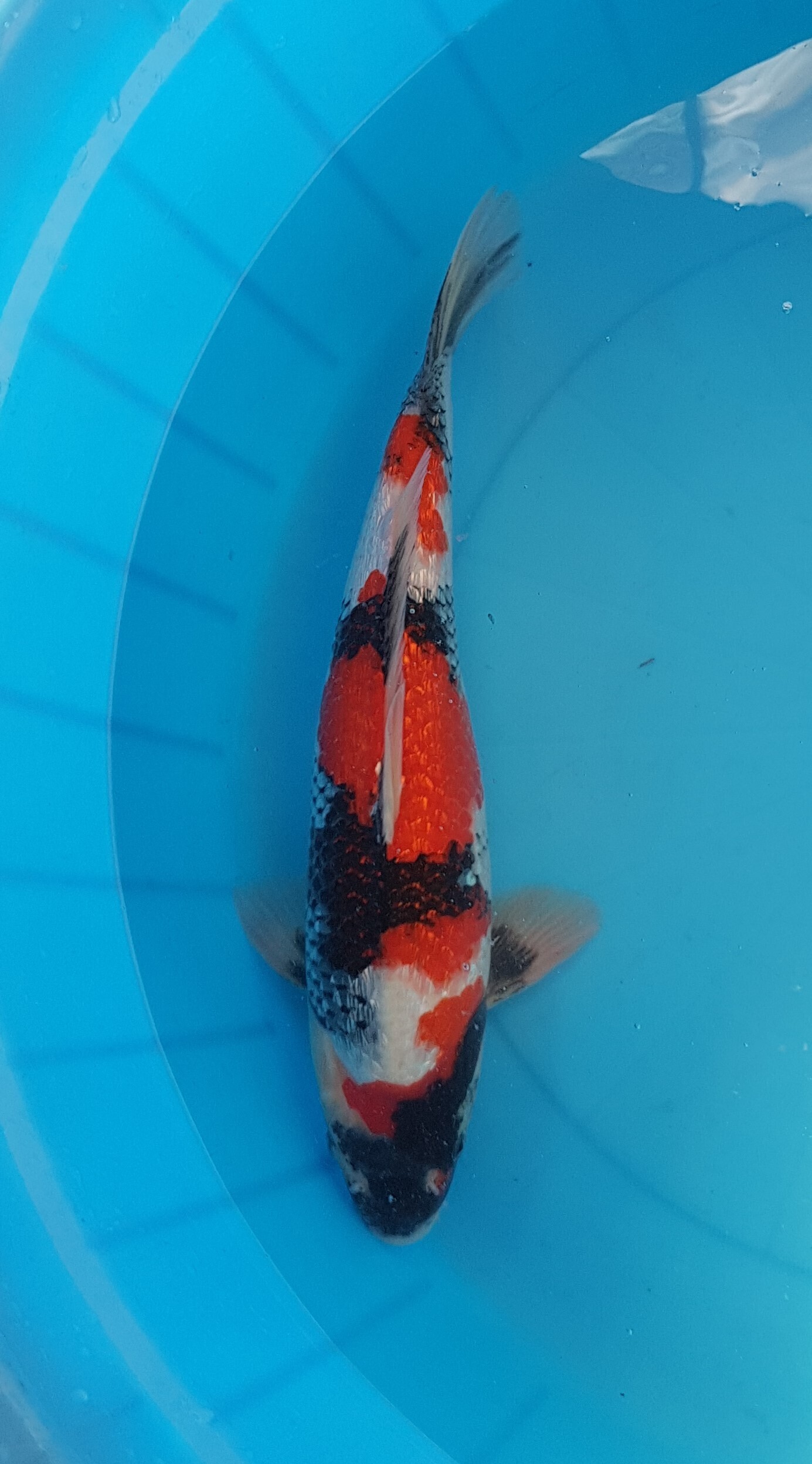 Showa ginrin - Nisai (2 years) - KOI-30584
