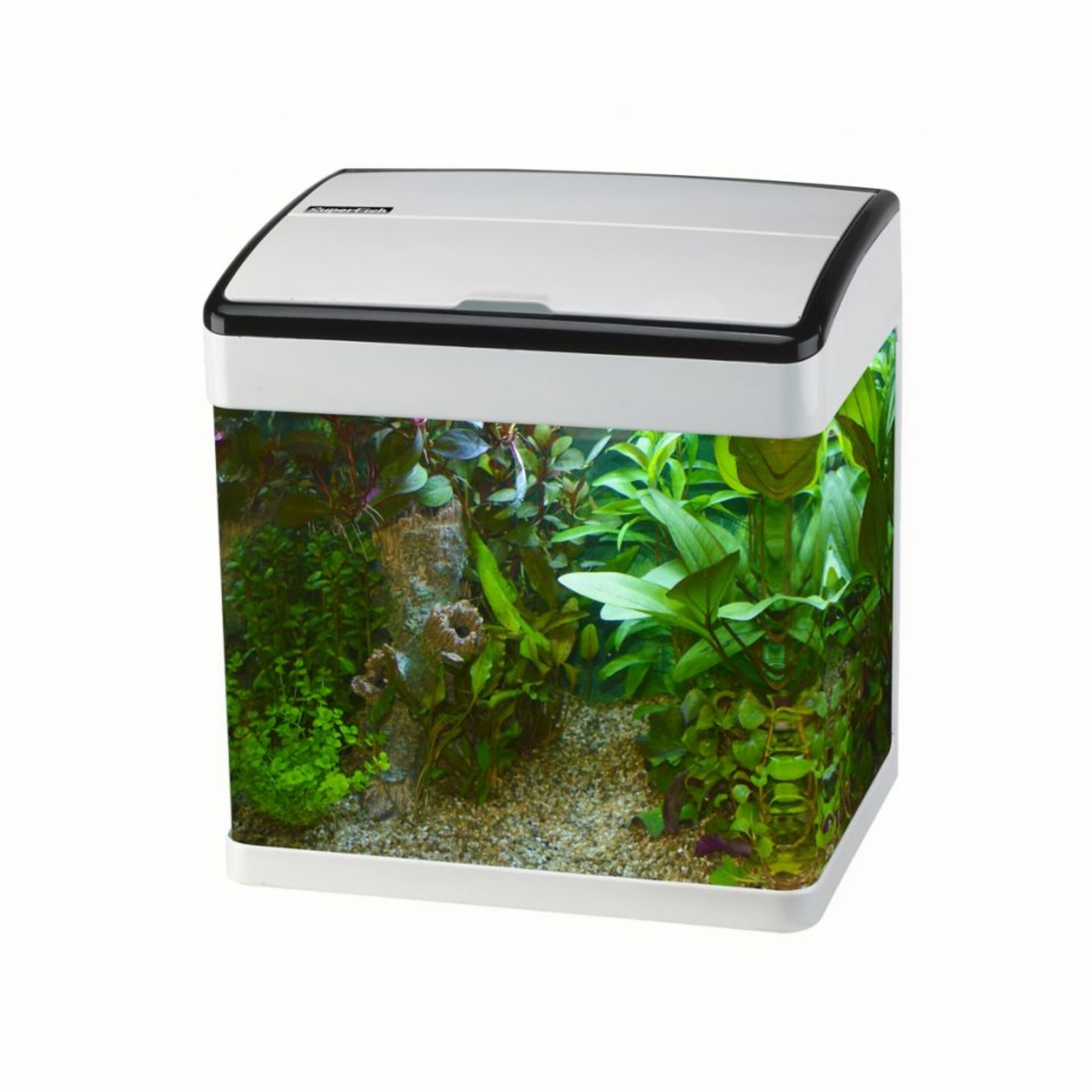 Animal, Aquarium, Fish, Sea Life, Water