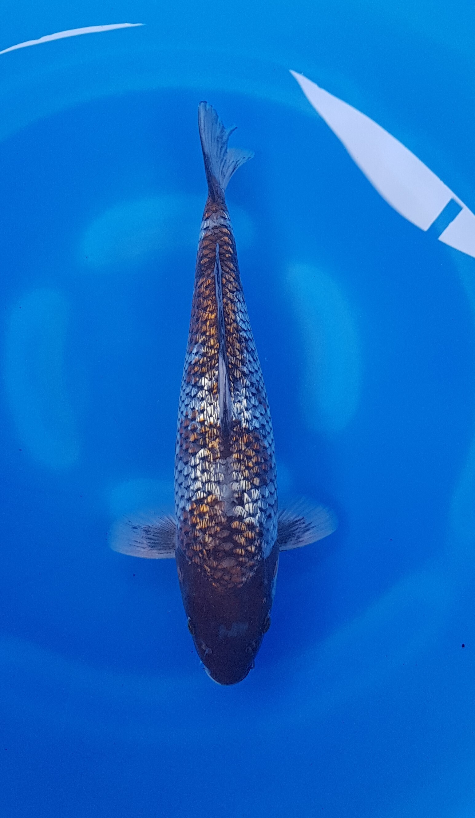 Takatatsu - Nisai - Dark Ginrin Ochiba - KOI-62333