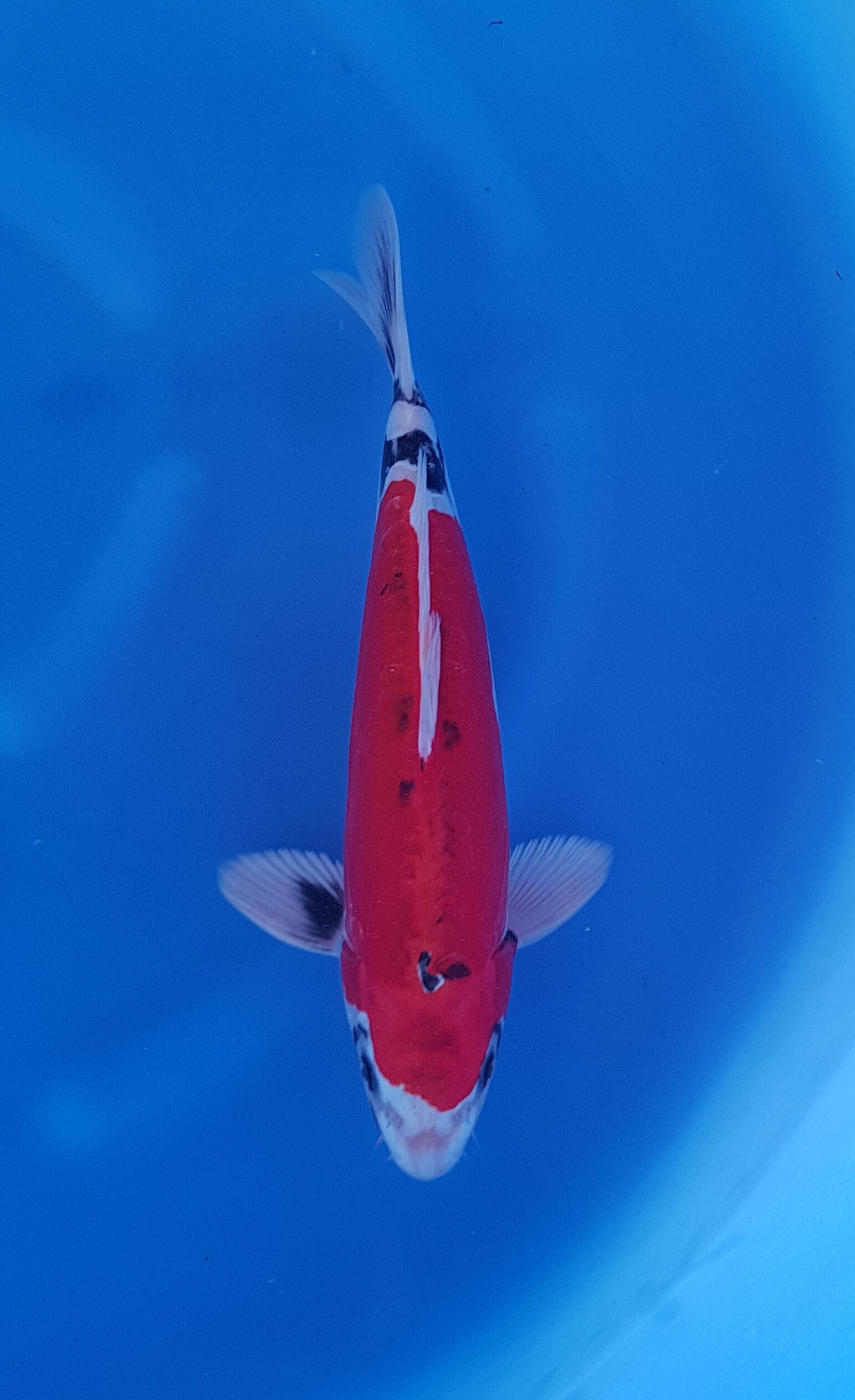 Aoki - Nisai - Beni Kikokuryu - KOI-62067