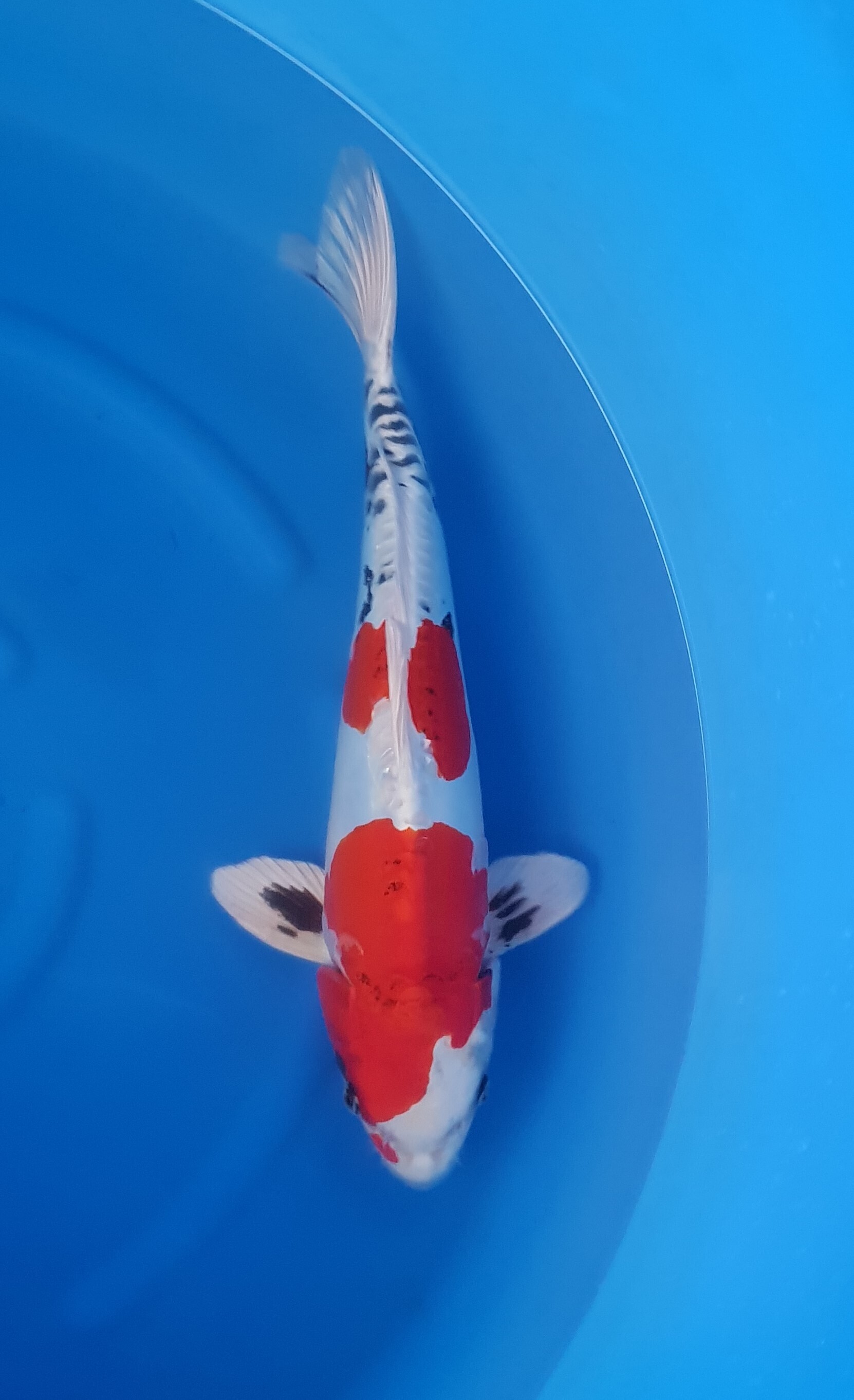 Kanezo Nisai Doitsu Kin Showa KOI-62043