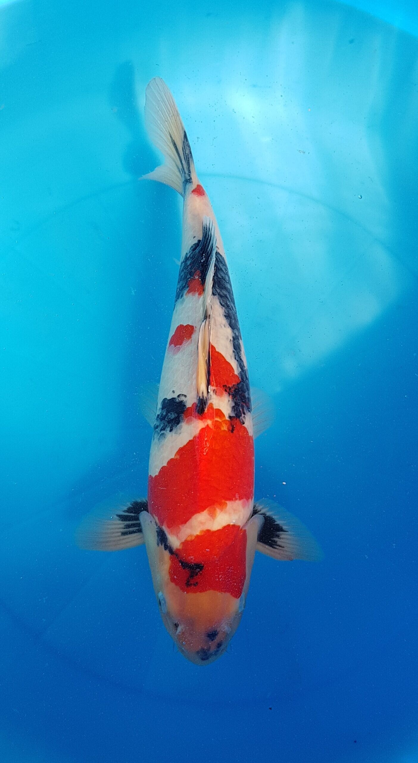 Showa - Nisai (2 Jahre) - KOI-30575