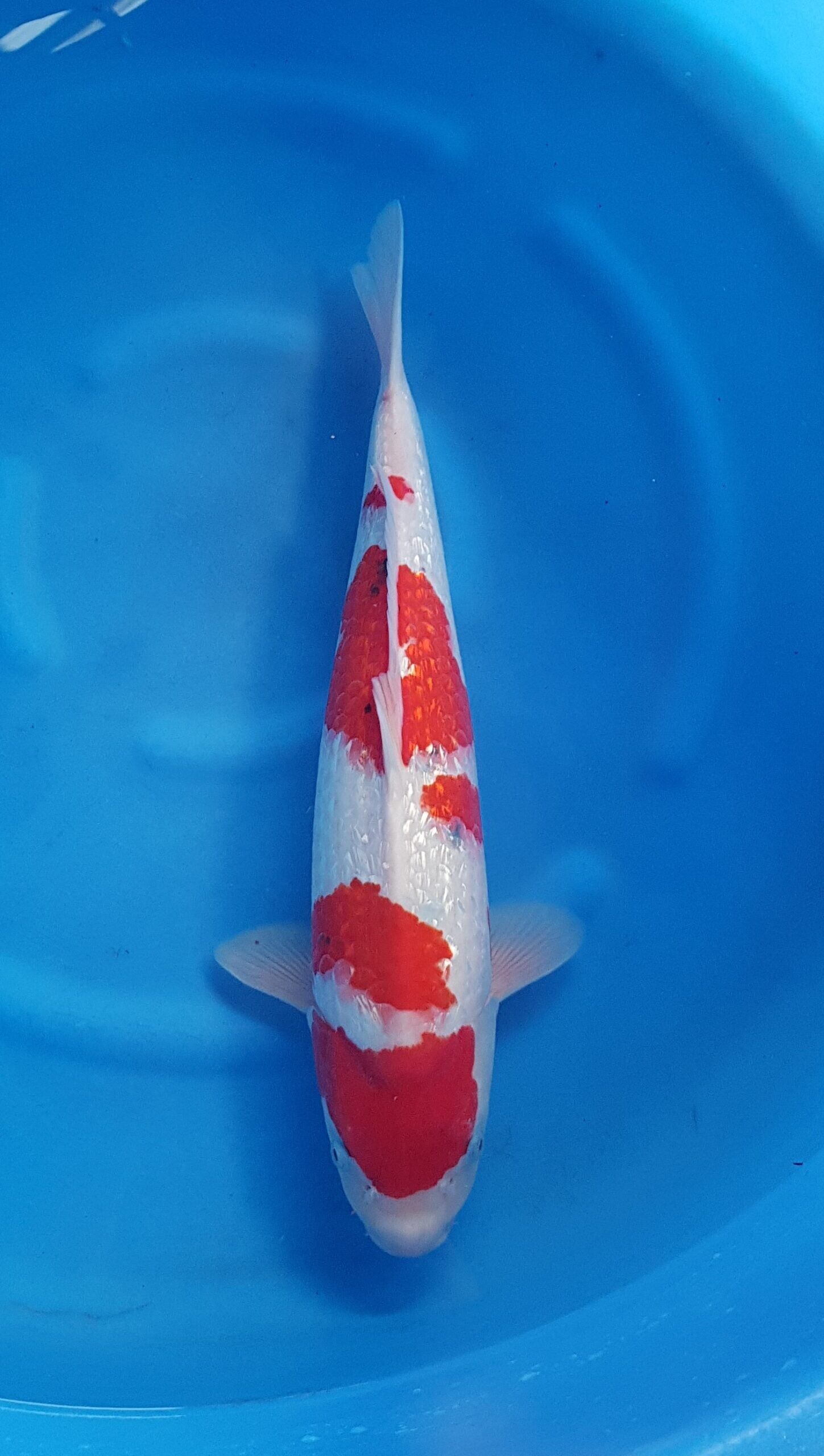 Sanke ginrin - Sansai(3 years) - KOI-31294