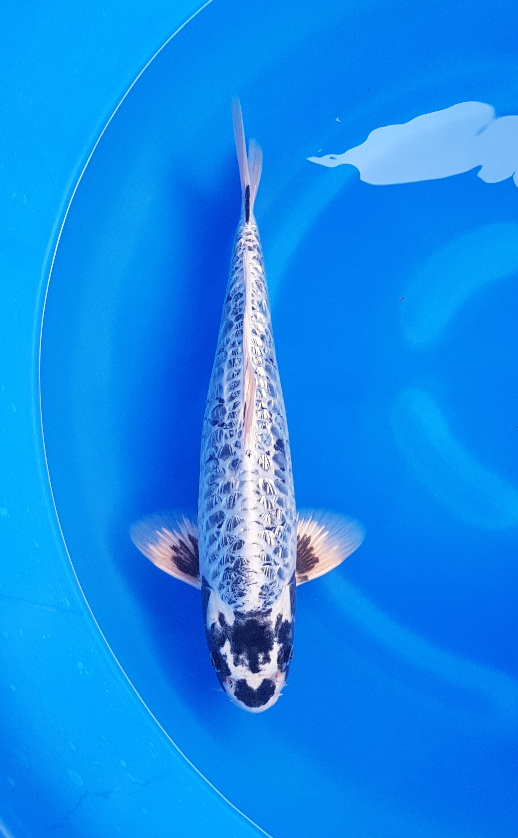 Takatatsu - Nisai - Ginrin Kikokuryu - KOI-62976