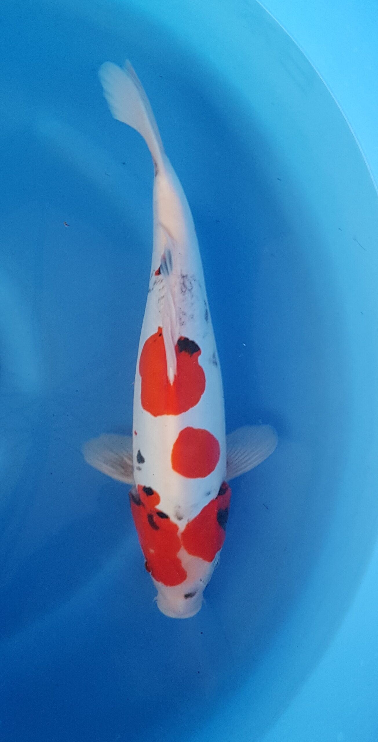 Showa doitsu - Nisai (2 Jahre) - KOI-30427