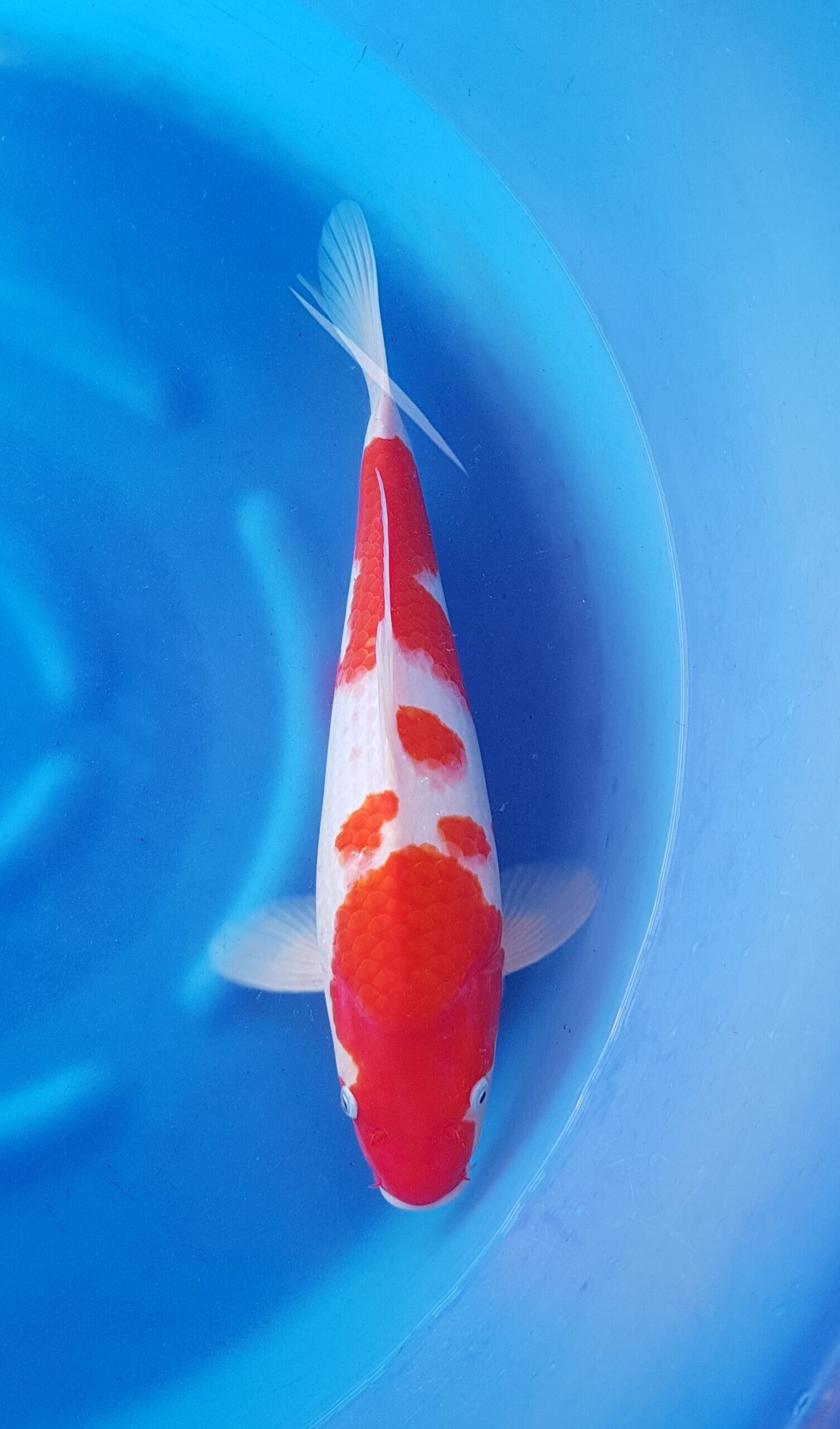 Animal, Carp, Fish, Sea Life, Koi