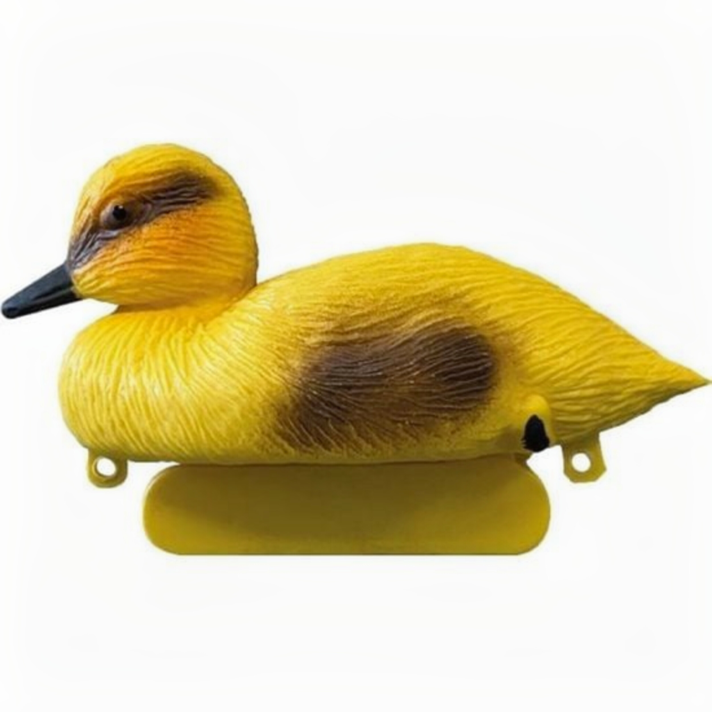 Animal, Beak, Bird