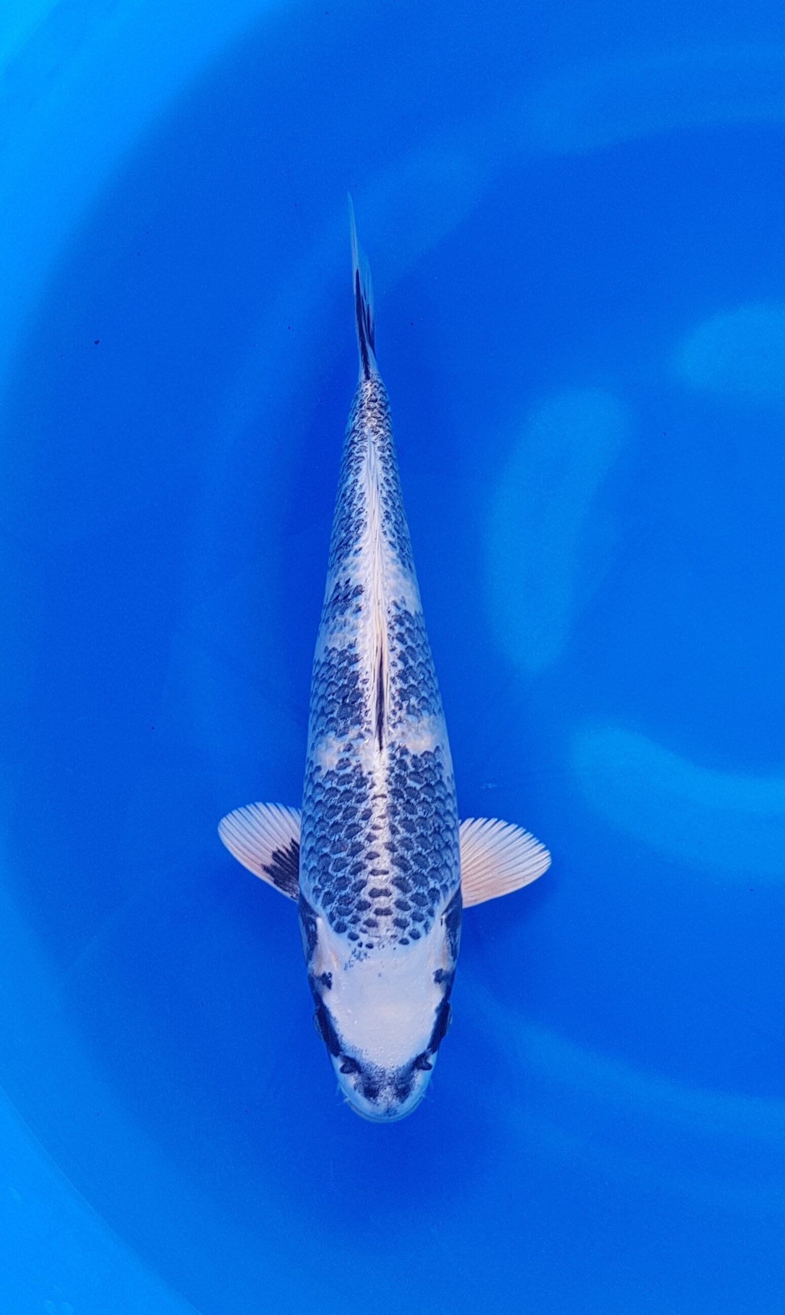 Takatatsu - Nisai - Gin Shiro Utsuri - KOI-62335