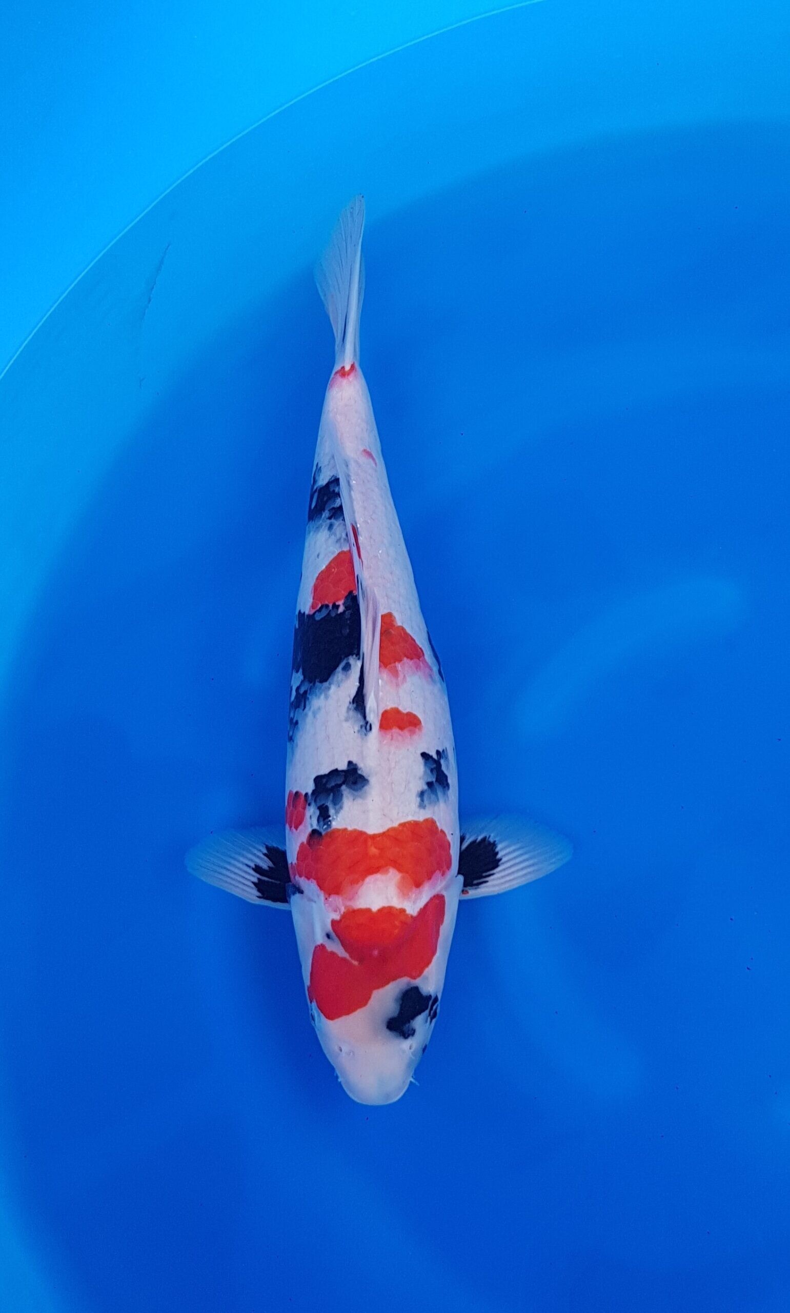 Showa - Hauptquartier Nisai (2 Jahre) - KOI-31075