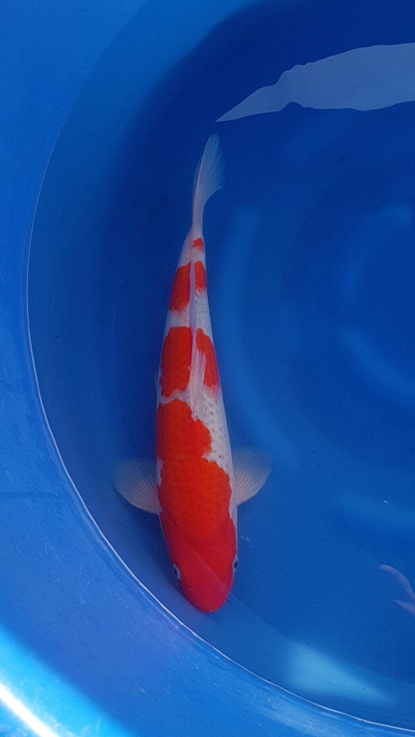 Goshiki - Nisai (2 years) - KOI-30939