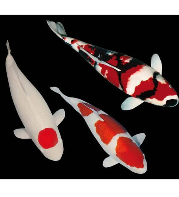 Loft 3 Auto Koi -Aufkleber 21 cm