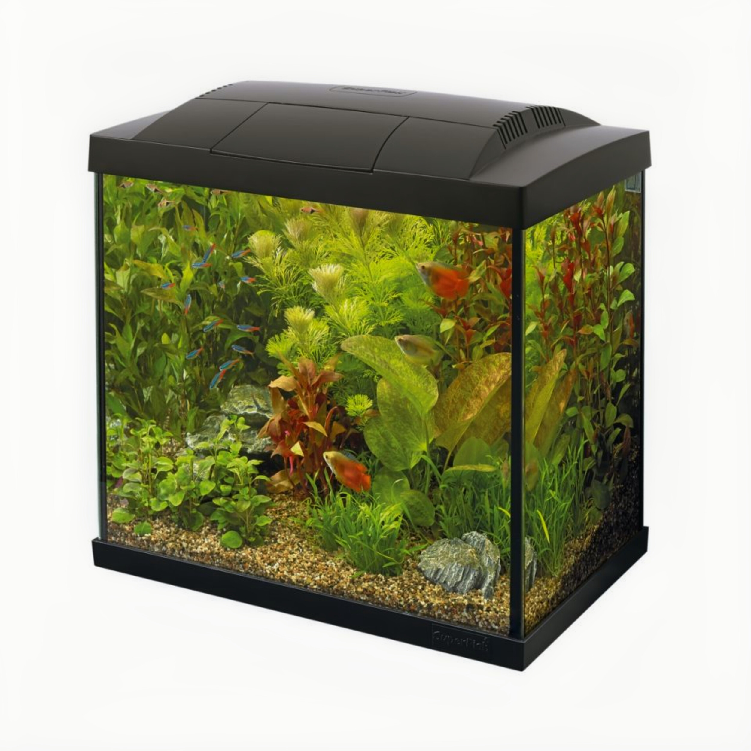 Dier, Aquarium, Vis, Zeeleven, Water